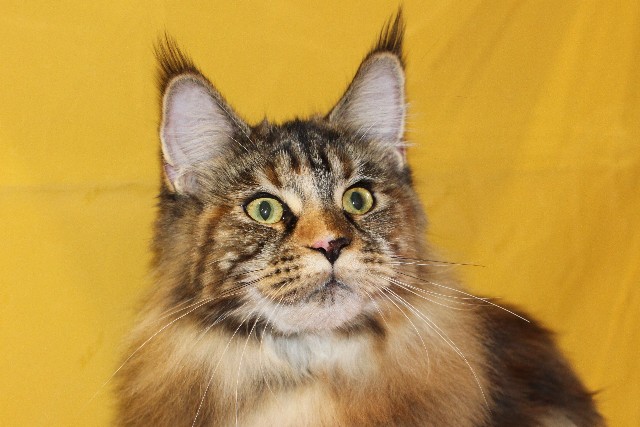 Rainbow XXXL*RUS, VICTORY, выставка "Гламур-Гранд"