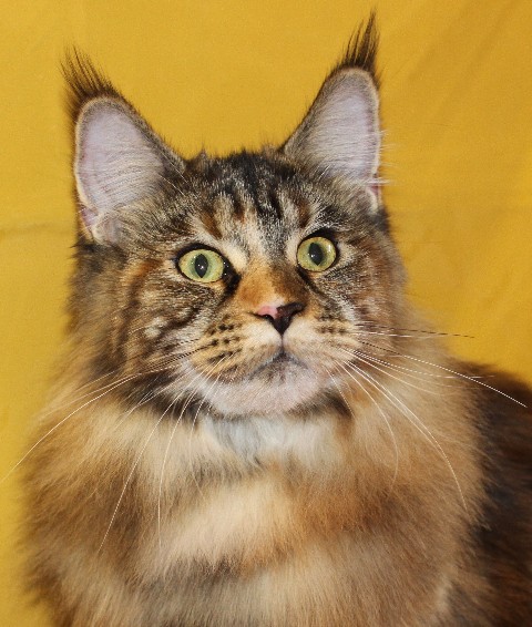 Rainbow XXXL*RUS, VICTORY, выставка "Гламур-Гранд"