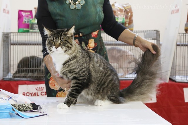 HoneyDevil Walter, VICTORY, Жемчужина - 2015