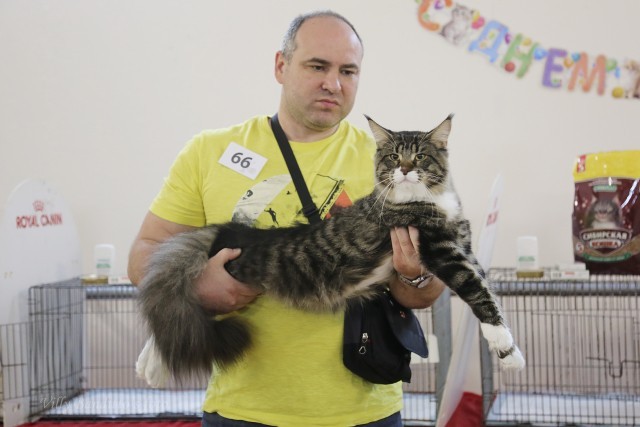 HoneyDevil Walter, VICTORY, Жемчужина - 2015