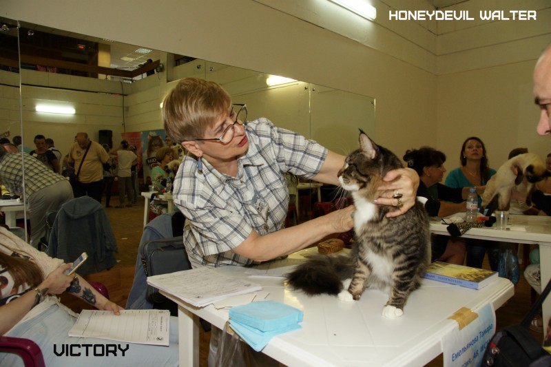 HoneyDevil Walter, VICTORY, Жемчужина - 2015