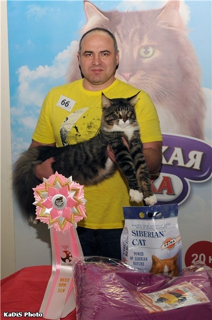 HoneyDevil Walter, VICTORY, Жемчужина - 2015