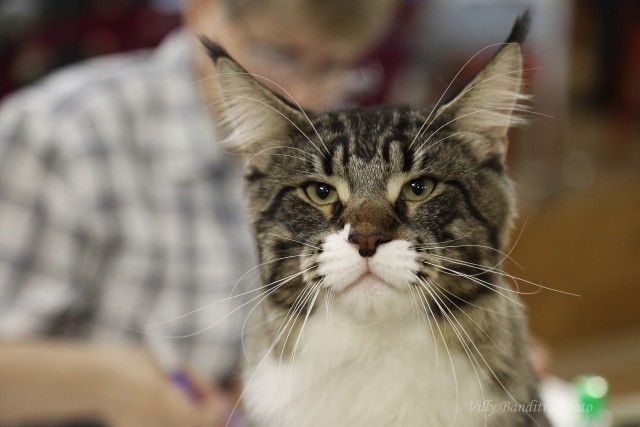 HoneyDevil Walter, VICTORY, Жемчужина - 2015