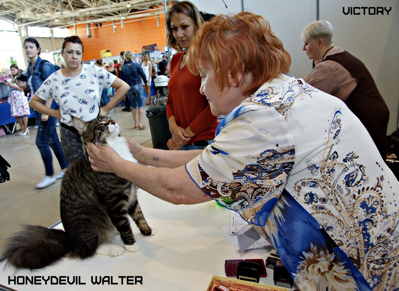 HoneyDevil Walter, VICTORY, Инфо-кот 2015