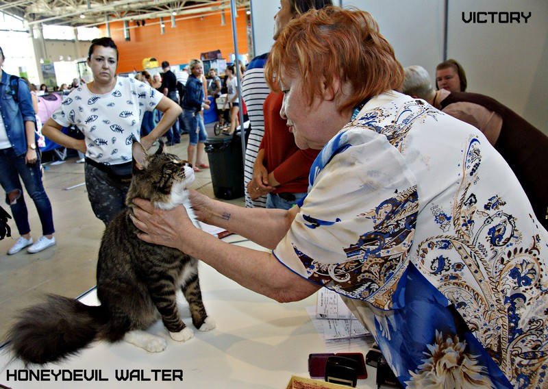 HoneyDevil Walter, VICTORY, Инфо-кот 2015