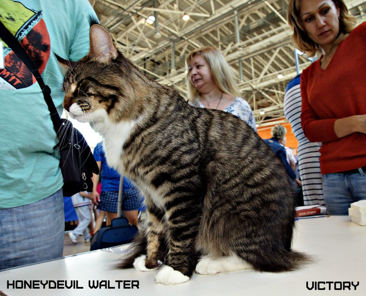 HoneyDevil Walter, VICTORY, Инфо-кот 2015