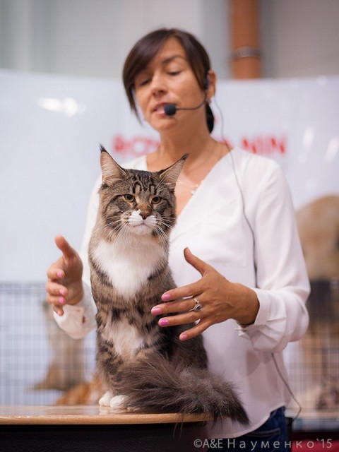 HoneyDevil Walter, VICTORY, Ярославль, сентябрь 2015