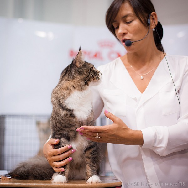 HoneyDevil Walter, VICTORY, Ярославль, сентябрь 2015