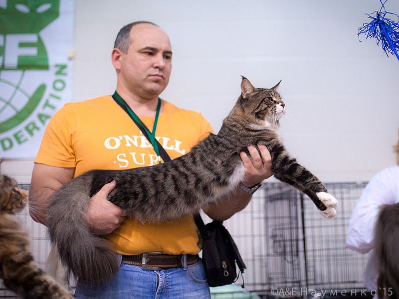 HoneyDevil Walter, VICTORY, Ярославль, сентябрь 2015