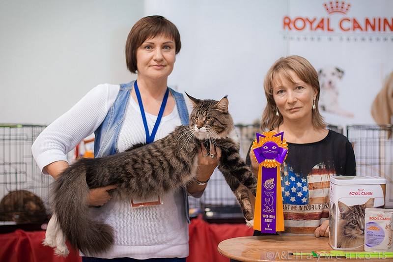 HoneyDevil Walter, VICTORY, Ярославль, сентябрь 2015