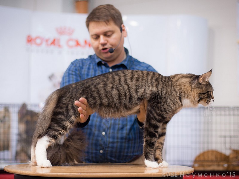 HoneyDevil Walter, VICTORY, Ярославль, сентябрь 2015