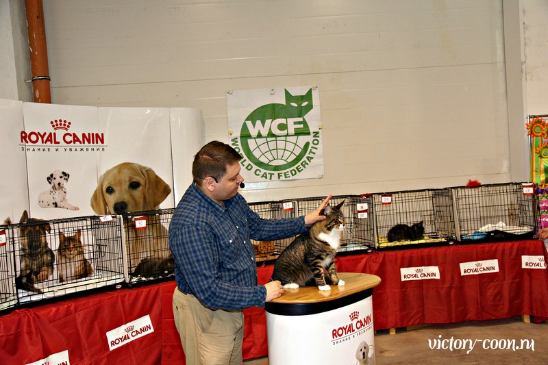 HoneyDevil Walter, VICTORY, Ярославль, сентябрь 2015