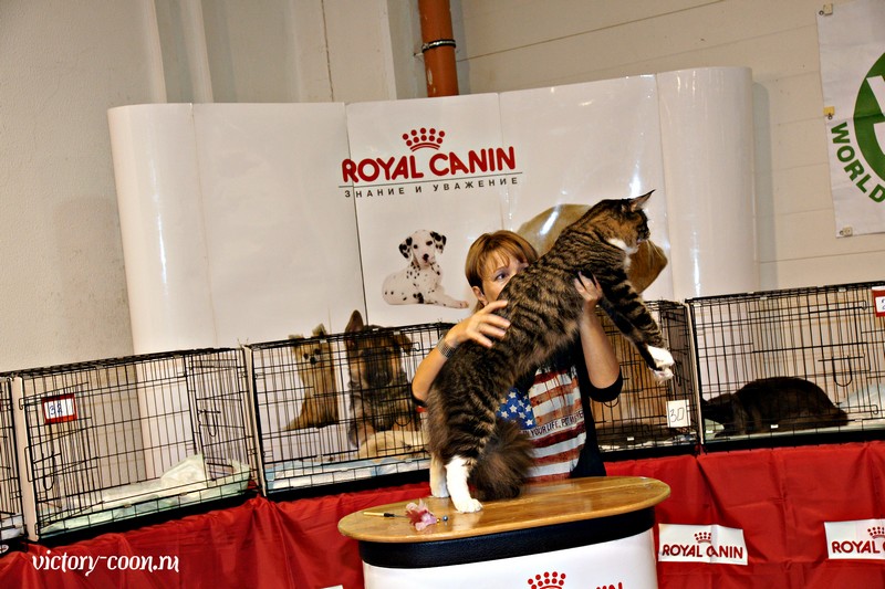 HoneyDevil Walter, VICTORY, Ярославль, сентябрь 2015