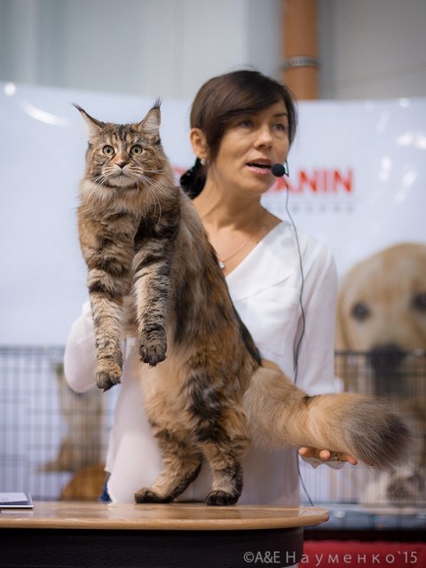 Rainbow XXXL*RUS, VICTORY, Ярославль, сентябрь 2015