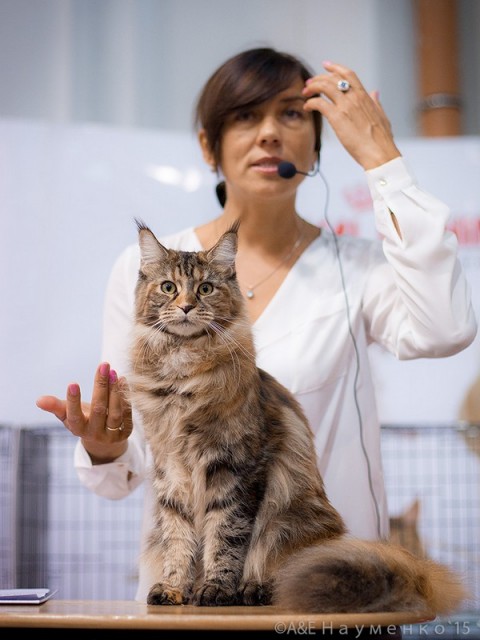 Rainbow XXXL*RUS, VICTORY, Ярославль, сентябрь 2015