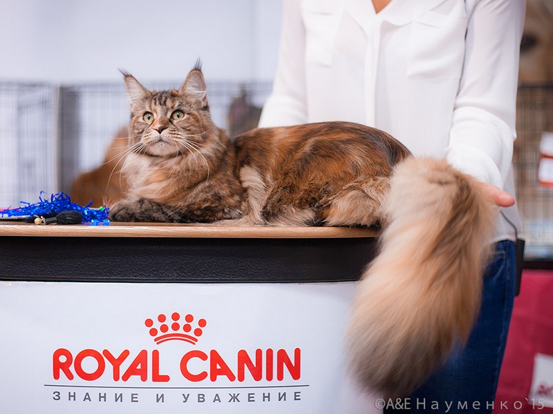 Rainbow XXXL*RUS, VICTORY, Ярославль, сентябрь 2015