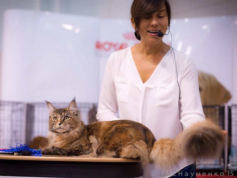 Rainbow XXXL*RUS, VICTORY, Ярославль, сентябрь 2015