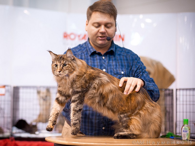 Rainbow XXXL*RUS, VICTORY, Ярославль, сентябрь 2015