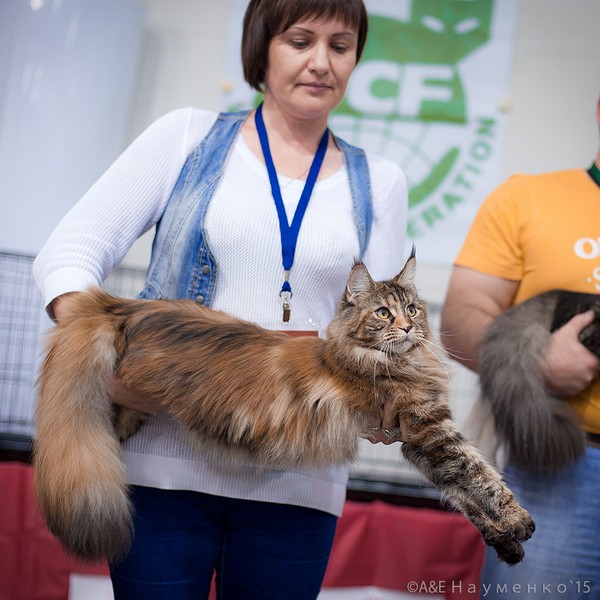 Rainbow XXXL*RUS, VICTORY, Ярославль, сентябрь 2015