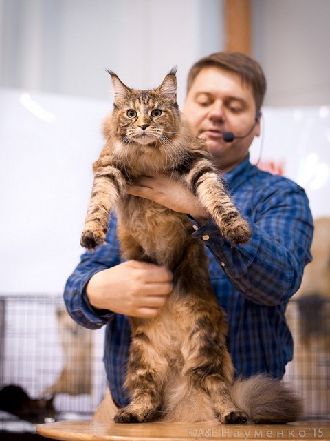 Rainbow XXXL*RUS, VICTORY, Ярославль, сентябрь 2015