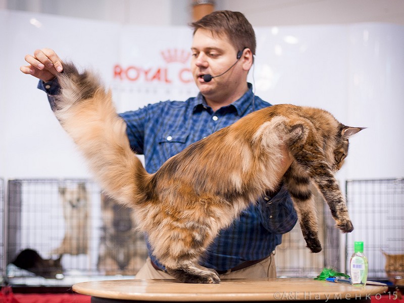 Rainbow XXXL*RUS, VICTORY, Ярославль, сентябрь 2015