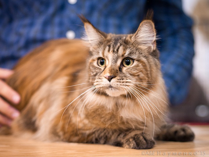 Rainbow XXXL*RUS, VICTORY, Ярославль, сентябрь 2015