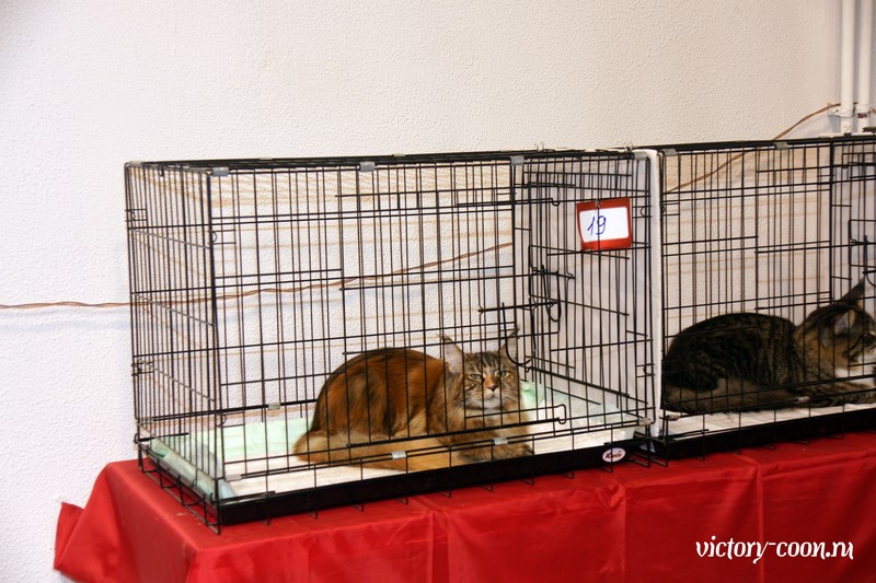 Rainbow XXXL*RUS, VICTORY, Ярославль, сентябрь 2015