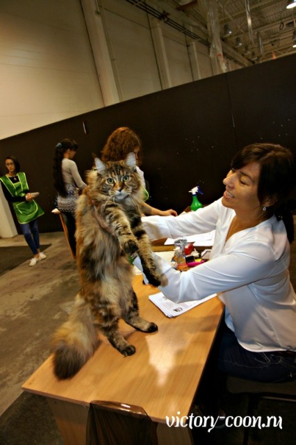 Rainbow XXXL*RUS, VICTORY, Ярославль, сентябрь 2015