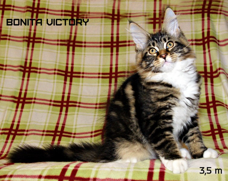Bonita VICTORY, 3,5 месяца 