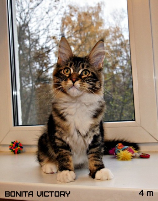 Bonita VICTORY, 4 месяца