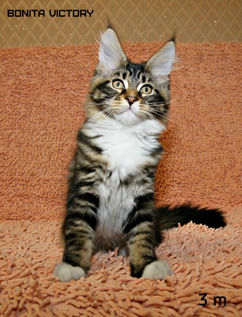 Bonita VICTORY, 3 месяца 