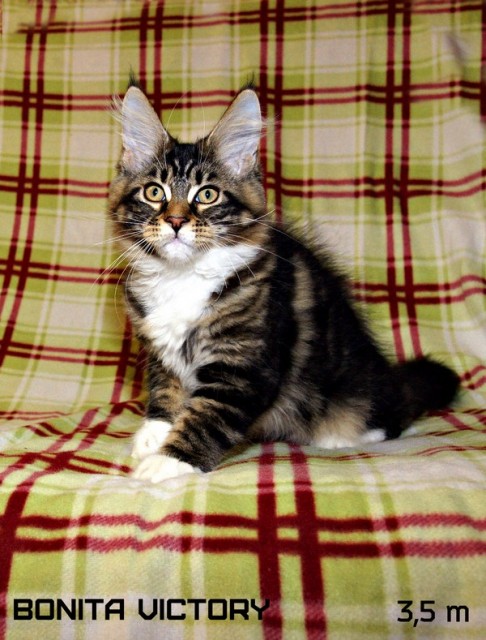 Bonita VICTORY, 3,5 месяца 