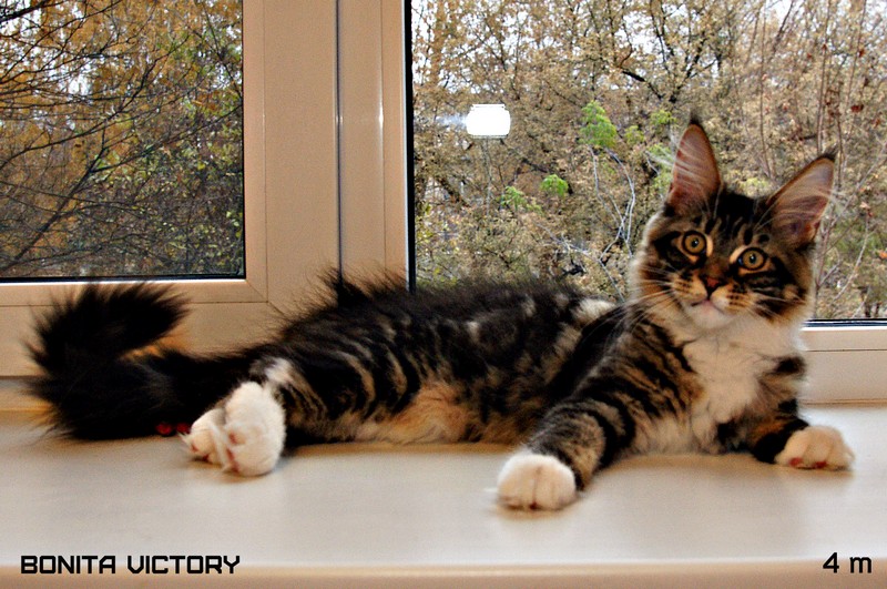 Bonita VICTORY, 4 месяца