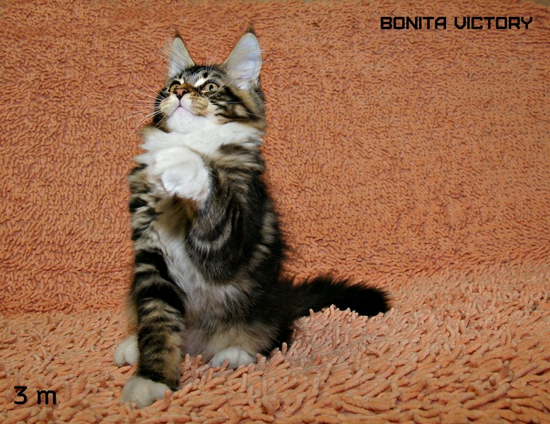 Bonita VICTORY, 3 месяца 