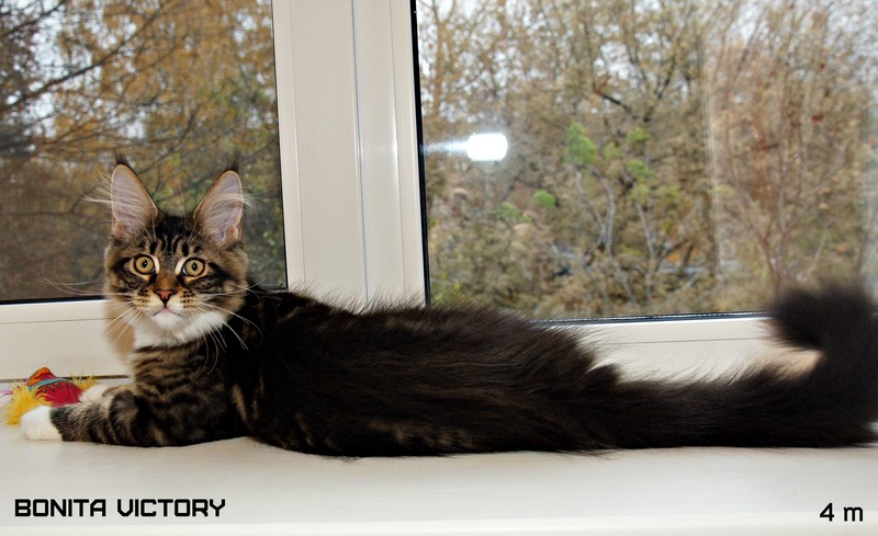 Bonita VICTORY, 4 месяца