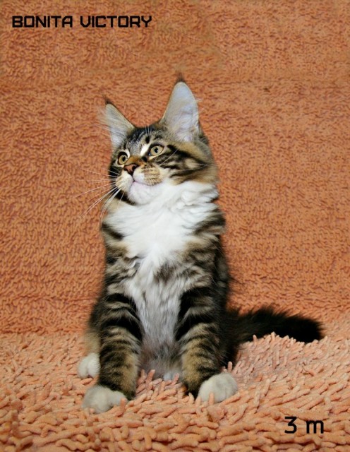 Bonita VICTORY, 3 месяца 