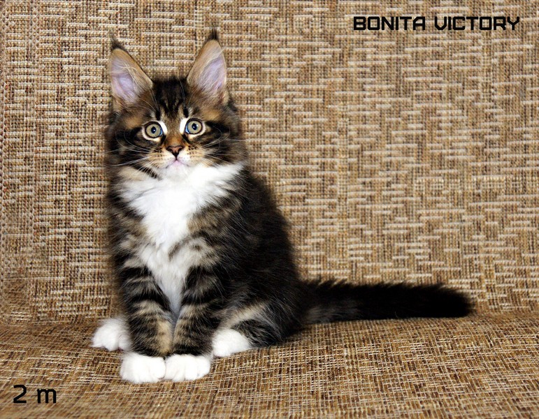 Bonita VICTORY, 2 месяца