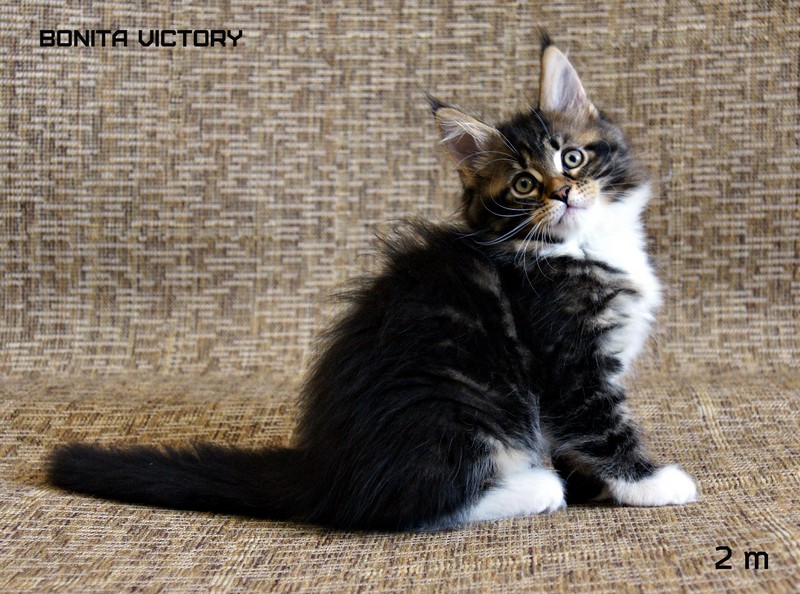 Bonita VICTORY, 2 месяца