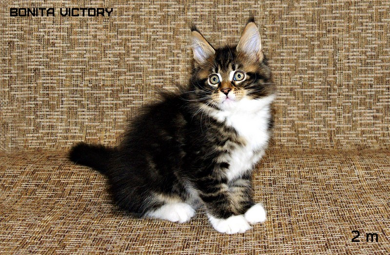 Bonita VICTORY, 2 месяца