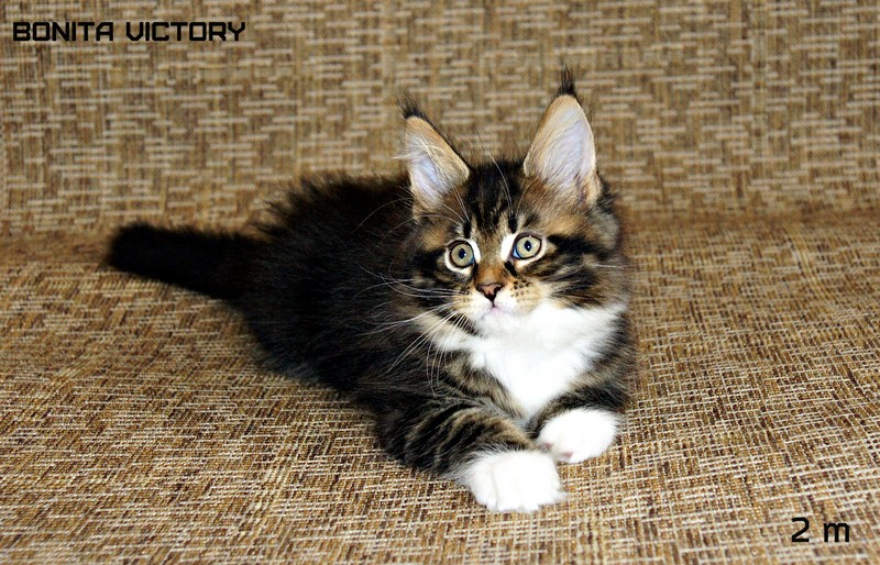 Bonita VICTORY, 2 месяца