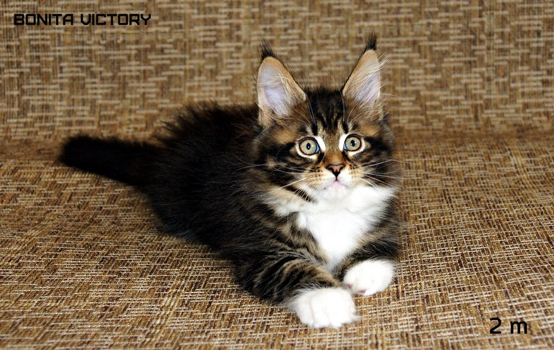 Bonita VICTORY, 2 месяца