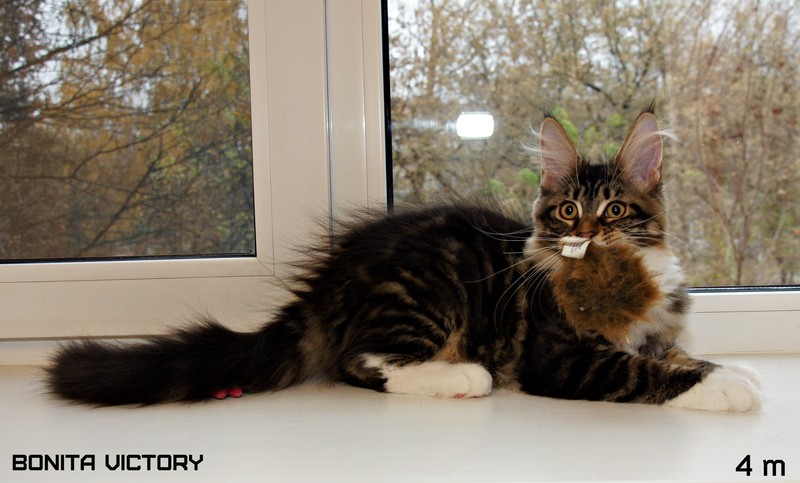 Bonita VICTORY, 4 месяца