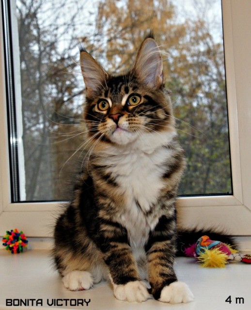 Bonita VICTORY, 4 месяца