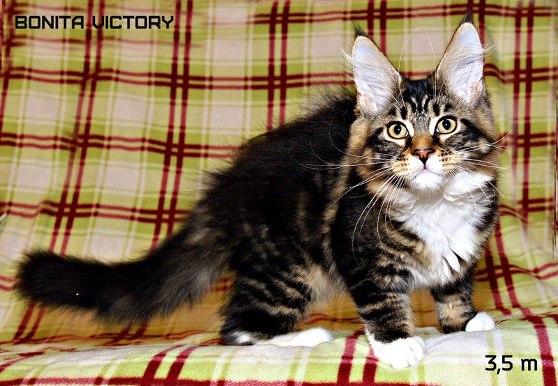 Bonita VICTORY, 3,5 месяца 