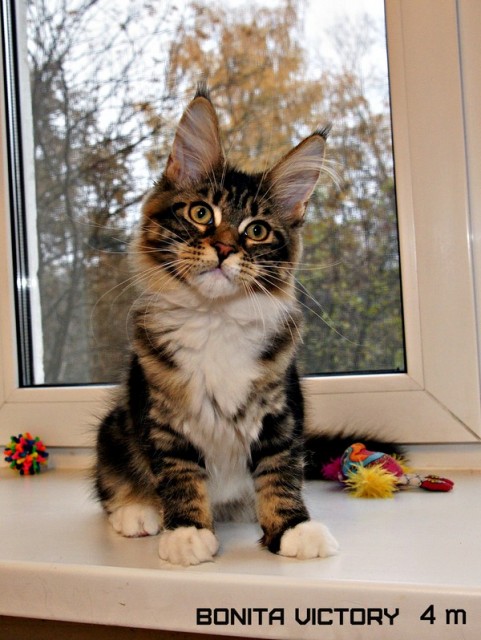 Bonita VICTORY, 4 месяца