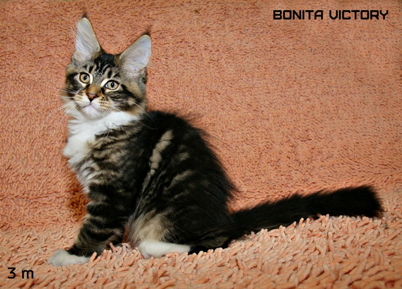 Bonita VICTORY, 3 месяца 