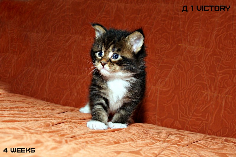 Bonita VICTORY, 4 недели