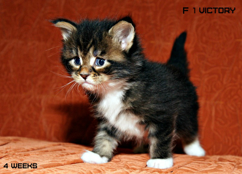 Bonita VICTORY, 4 недели