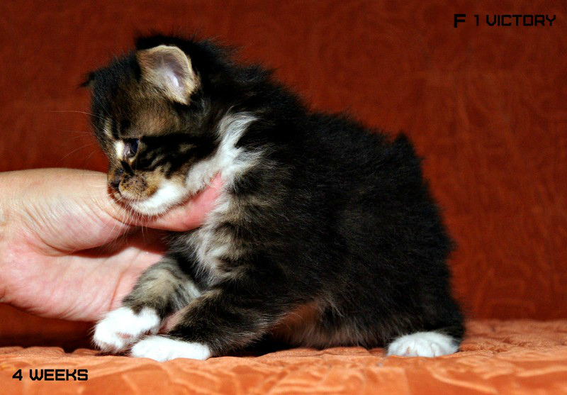 Bonita VICTORY, 4 недели