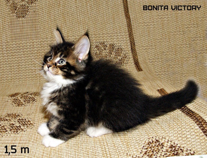 Bonita VICTORY, 1,5 месяца